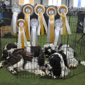 Springer Nest champion serlegek