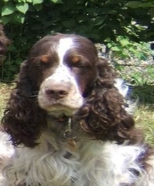 Springer Nest Bella
