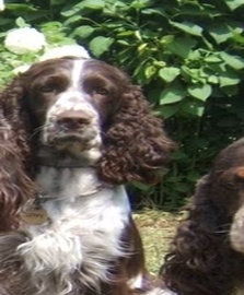 Springer Nest Winston