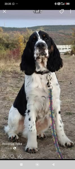 British-Springer Spániel-Training